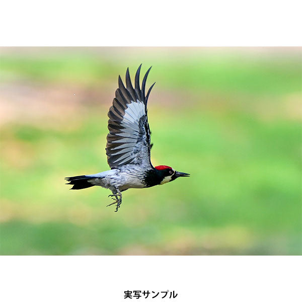 ラオワ 200mm F2 AF FF 望遠AFレンズ Canon EFマウント用 ※欠品:ご注文後、約1ヶ月かかります