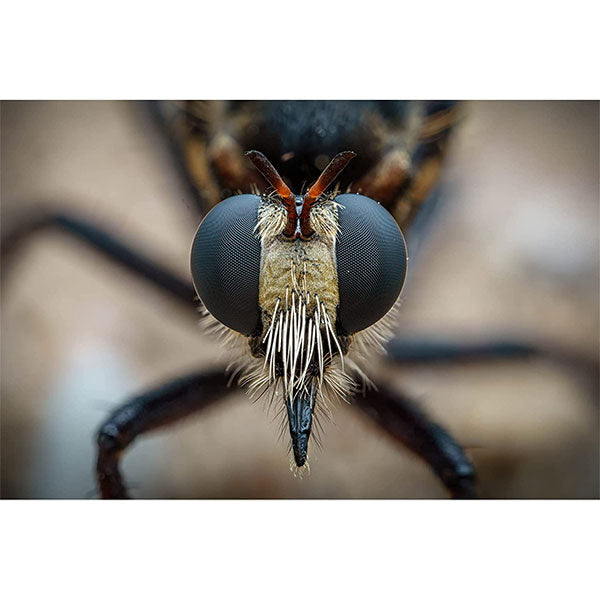 LAOWA 65mm F2.8 2X Ultra Macro APO キヤノンRF