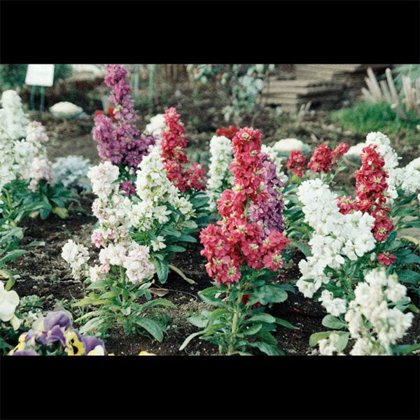 エスクーラ 昭和カメラフィルム24+6EX 35mmカラーネガフィルム ISO感度400 30枚撮り
