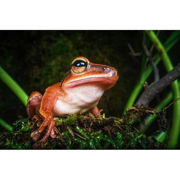 LAOWA 24mm f/14 2X Macro Probe ライカ Lマウント用