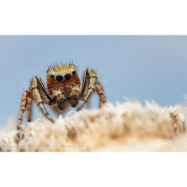 LAOWA 65mm F2.8 2X Ultra Macro APO ニコン Zマウント用