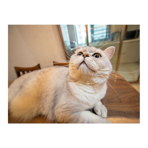 LAOWA 14mm F4 Zero-D DSLR ニコンFマウント用