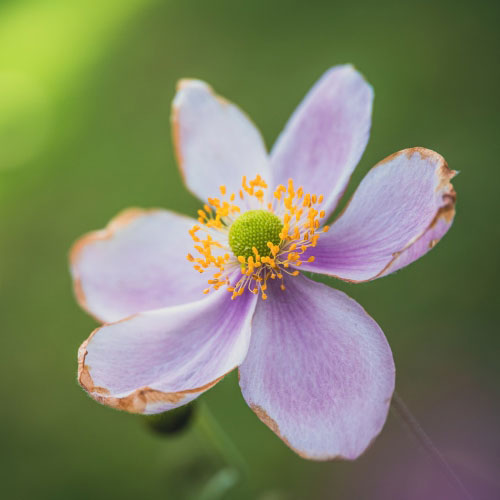 LAOWA Mini 85mm F5.6 2X Ultra Macro APO ライカMマウント用