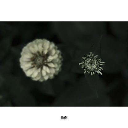 《9月17日発売予定》 コシナ フォクトレンダー NOKTON 35mm F1.2 FUJIFILM Xマウント用 シルバー 【予約】