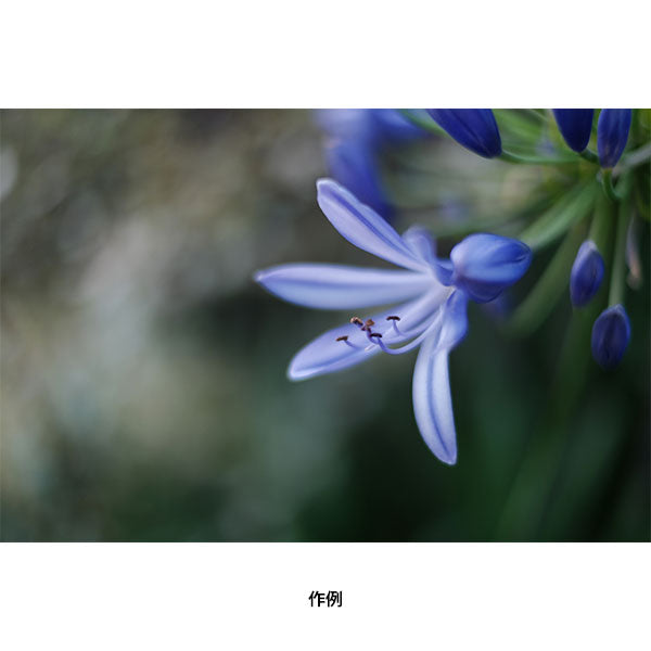 《10月発売予定》 コシナ フォクトレンダー NOKTON 23mm F1.2 Aspherical FUJIFILM Xマウント用 シルバー 【予約】