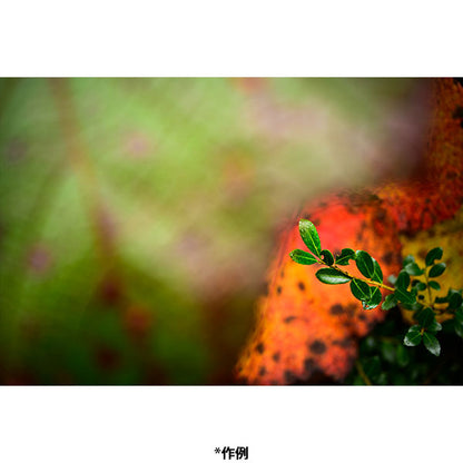 コシナ フォクトレンダー  APO-LANTHAR 28mm F2 Aspherical ニコンZマウント用