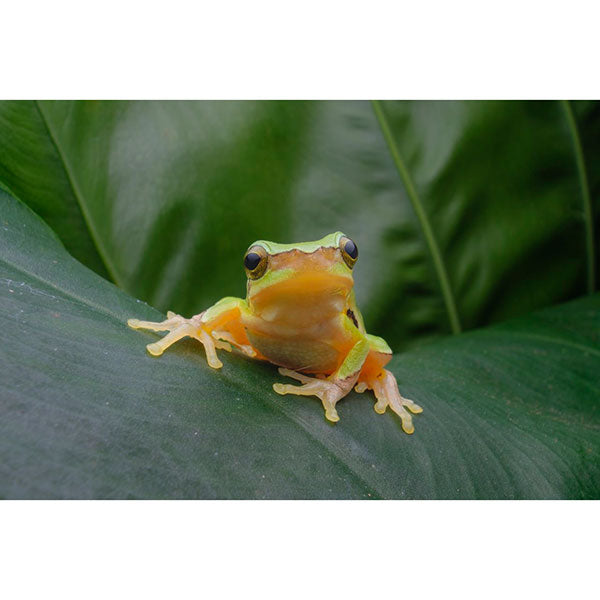 LAOWA 15mm F4.5 0.5x Wide Angle Macro Canon RFマウント [手動絞り] ※ご注文後、約1～2ヶ月かかります