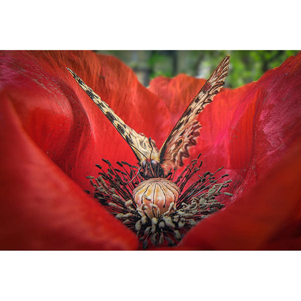 LAOWA 15mm F4.5 0.5x Wide Angle Macro Lマウント [手動絞り] ※ご注文後、約1～2ヶ月かかります