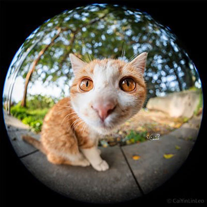 LAOWA 8-15mm F2.8 FF Zoom Fisheye Nikon Zマウント ※ご注文後、約1～2ヶ月かかります