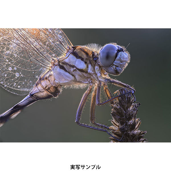 ラオワ 180mm F4.5 1.5x Ultra Macro APO テレマクロレンズ Canon EF (AF)マウント用 ※欠品：ご注文後、約1ヶ月かかります