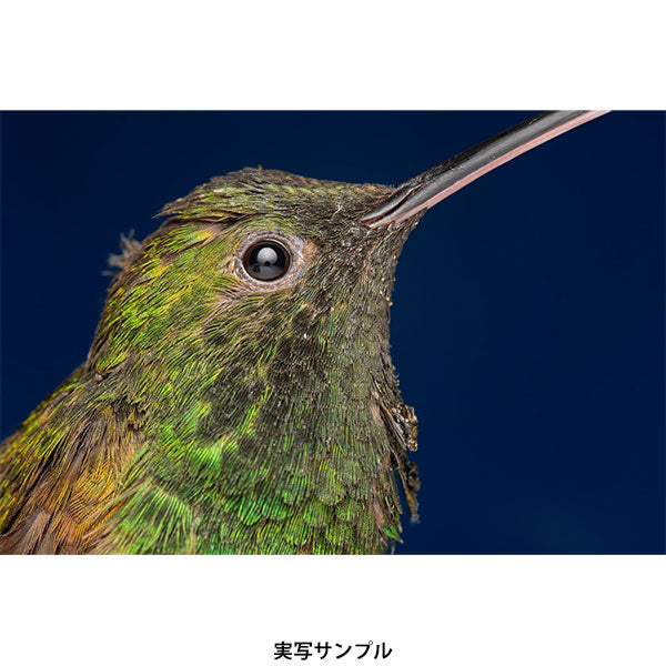 ラオワ 180mm F4.5 1.5x Ultra Macro APO テレマクロレンズ Canon EF (AF)マウント用 ※欠品：ご注文後、約1ヶ月かかります