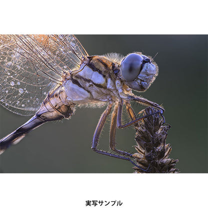 ラオワ 180mm F4.5 1.5x Ultra Macro APO テレマクロレンズ Canon RF (MF)マウント用 ※欠品：ご注文後、約1ヶ月かかります