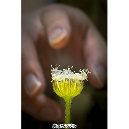 ラオワ 180mm F4.5 1.5x Ultra Macro APO テレマクロレンズ Leica Lマウント (MF)マウント用 ※欠品：ご注文後、約1ヶ月かかります