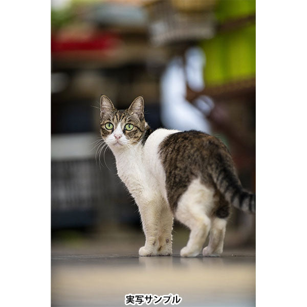 ラオワ 200mm F2 AF FF 望遠AFレンズ Sony Eマウント用 ※欠品：ご注文後、約1ヶ月かかります