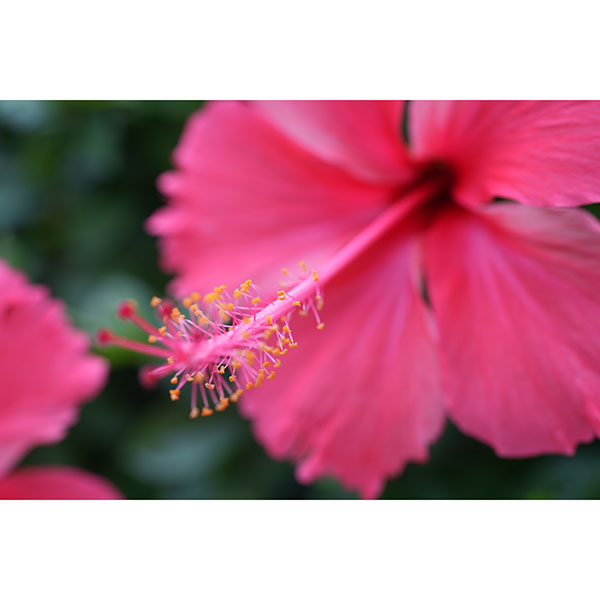 LAOWA 35mm F2.8 Zero-D Tilt-shift 0.5x Macro Lマウント ※ご注文後、約1～2ヶ月かかります