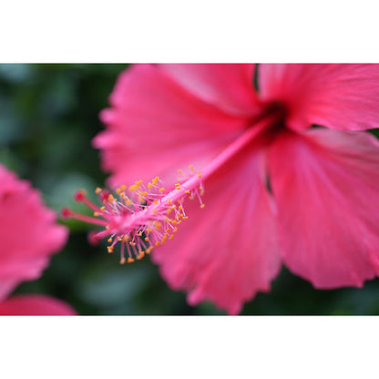 LAOWA 35mm F2.8 Zero-D Tilt-shift 0.5x Macro Lマウント ※ご注文後、約1～2ヶ月かかります