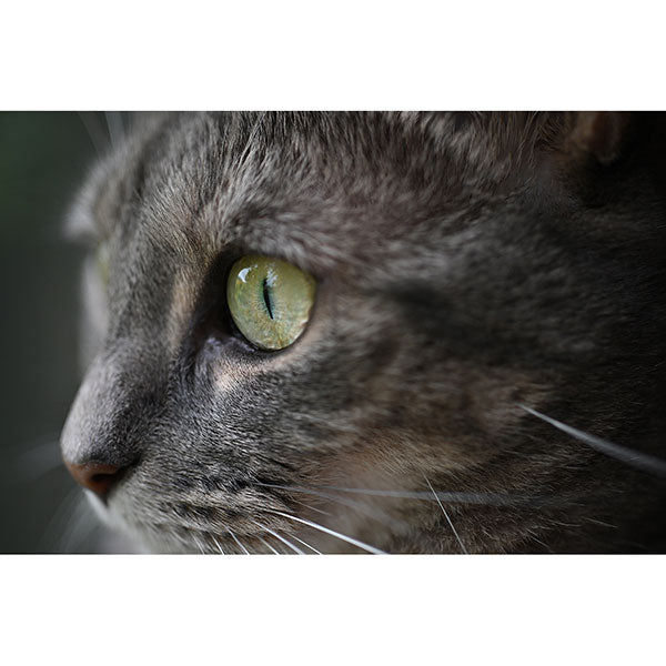 ニコン NIKKOR Z DX MC 35mm f/1.7