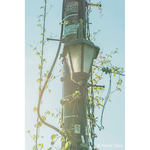 ケンコー・トキナー 55s Kenko ノスタルトーン グリーン 55mm