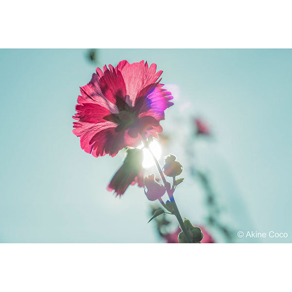 ケンコー・トキナー 72s Kenko ノスタルトーン グリーン 72mm