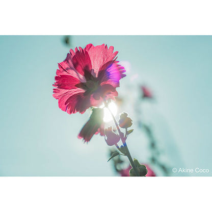 ケンコー・トキナー 52s Kenko ノスタルトーン グリーン 52mm