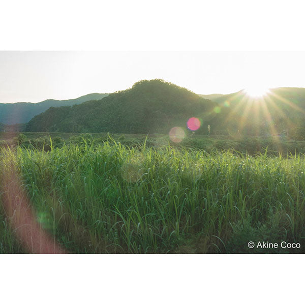 ケンコー・トキナー 55s Kenko ノスタルトーン グリーン 55mm