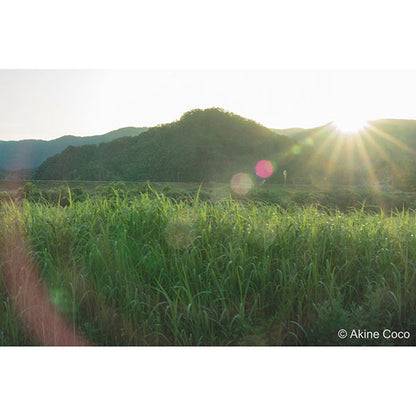 ケンコー・トキナー 52s Kenko ノスタルトーン グリーン 52mm