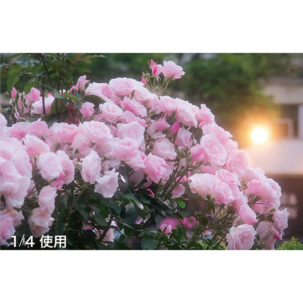 マルミ光機 49mm 1/2 White Powder Mist Screw-in