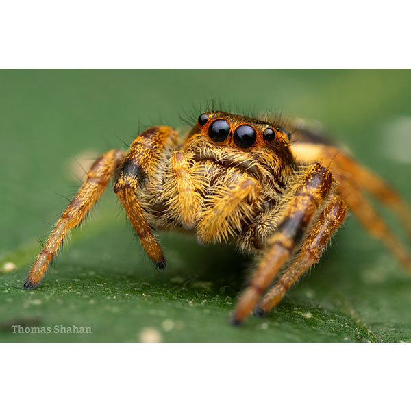 LAOWA 100mm F2.8 2X Ultra Macro APO ライカ Lマウント用