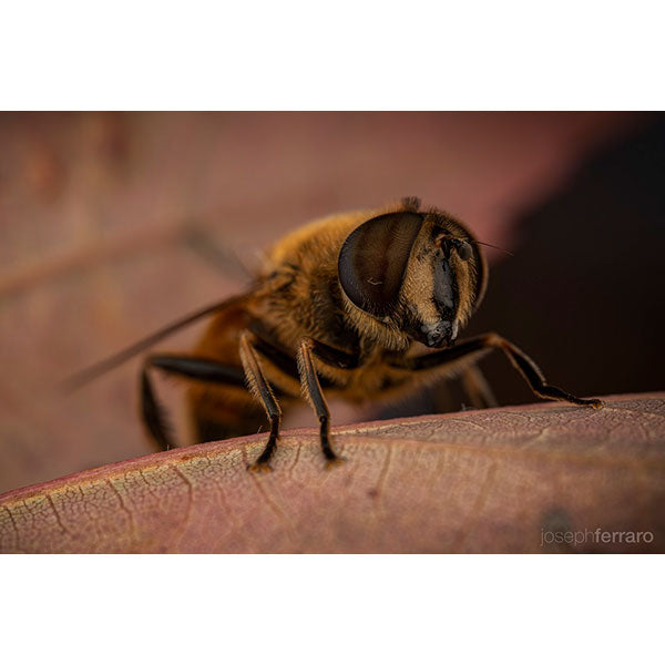 LAOWA 100mm F2.8 2X Ultra Macro APO ライカ Lマウント用