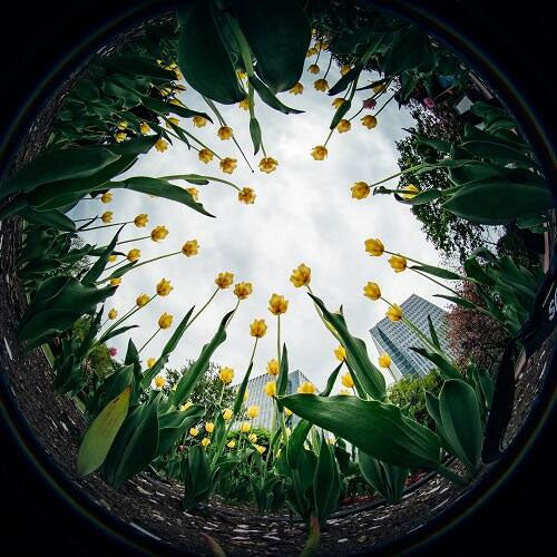 LAOWA 4mm F2.8 Fisheye ライカ Lマウント用 – 写真屋さんドットコム