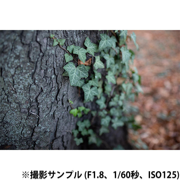 ケンコー・トキナー Kenko SAMYANG XP 35mm F1.2 Canon EF用